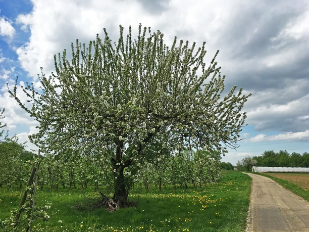 Obstbaum im Renchtal