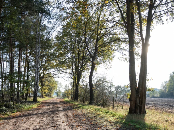 Sonnenschein auf dem Dummewiesen-Weg