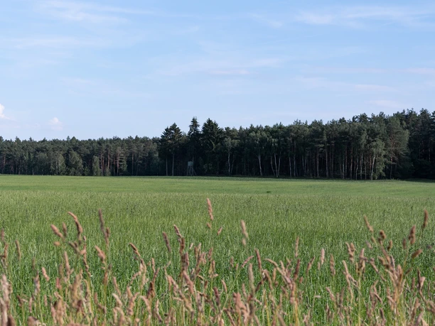 Wiesen & Wälder in der Dummeniederung