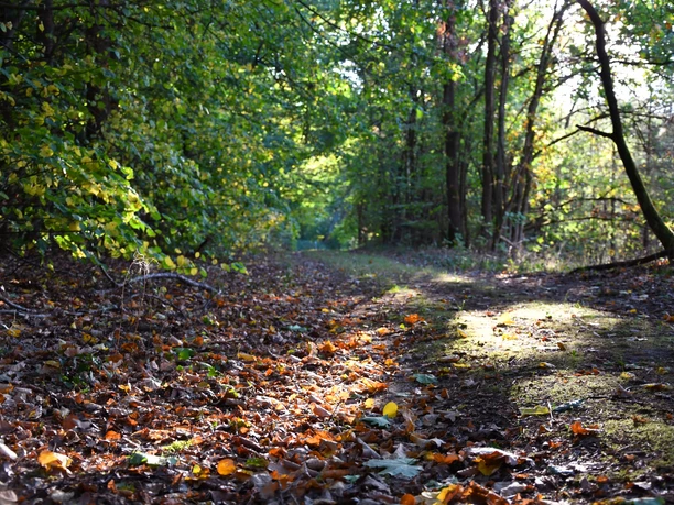 Waldweg in der Göhrde