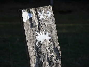 Mit dem Hirschkäfer Luca geht es durch den Wald