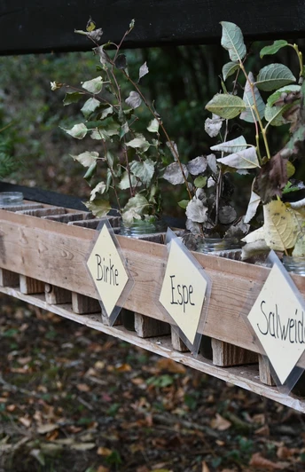 Bäume Bestimmung im Naturum Göhrde