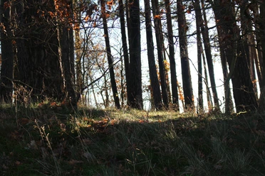 Wald
