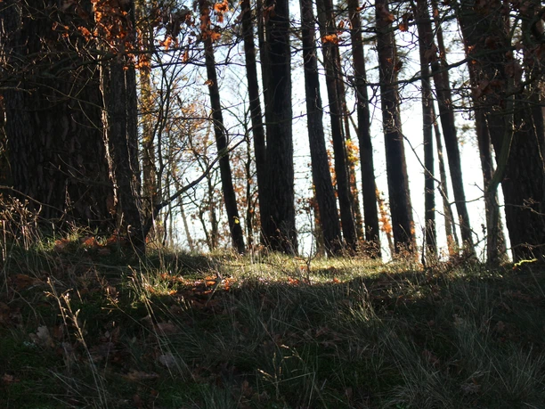 Wald Wald