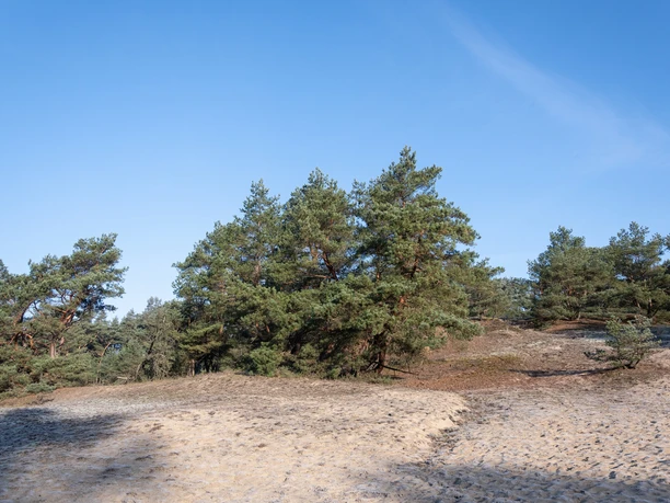 Auf der Stixer Wanderdüne Auf der Stixer Wanderdüne