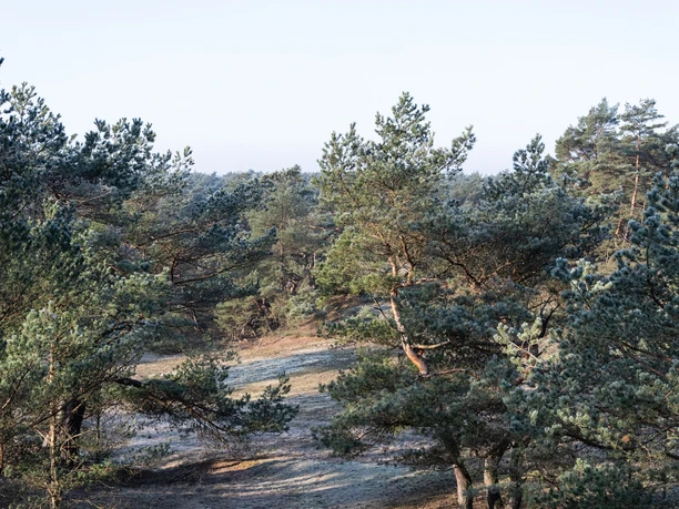 Blick über die Stixer Wanderdüne Blick über die Stixer Wanderdüne