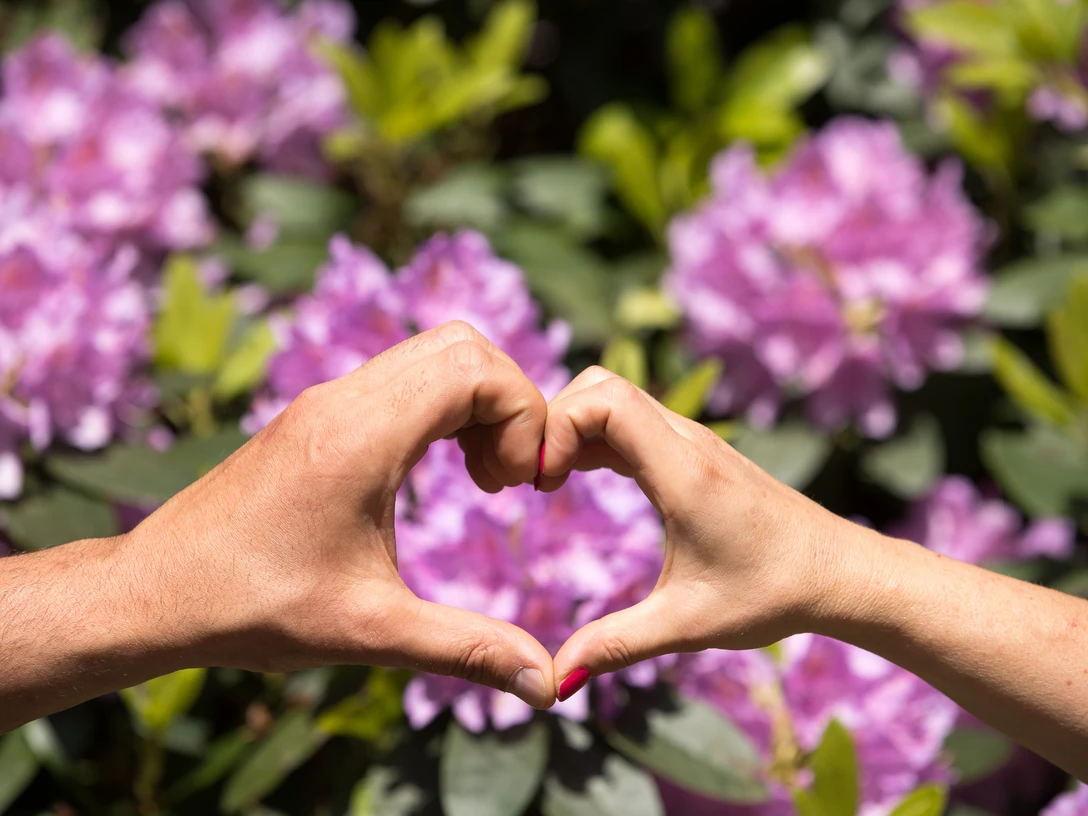 Rhododendron-Herz-Parklandschaft-Ammerland Zwei Hände formen ein Herz vor einem Hintergrund aus blühenden, zart-rosa Rhododendronblüten.