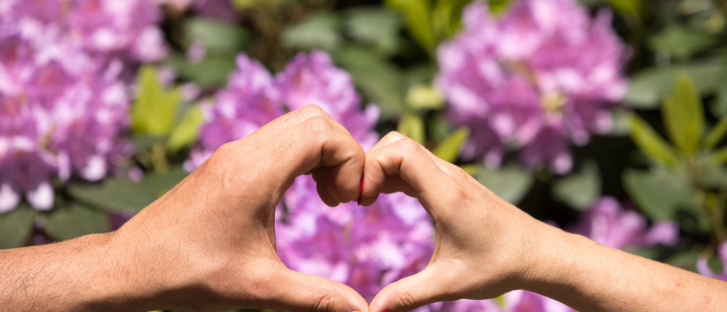 Rhododendron-Herz-Parklandschaft-Ammerland Zwei Hände formen ein Herz vor einem Hintergrund aus blühenden, zart-rosa Rhododendronblüten.