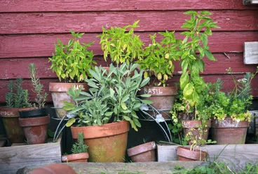 frischer-kraeuter-garten-bad-zwischenahn-kneipp.jpg Eine Vielzahl an Kräutern in Terrakottatöpfen vor einer roten Holzwand verleiht dem Garten rustikalen Charme.