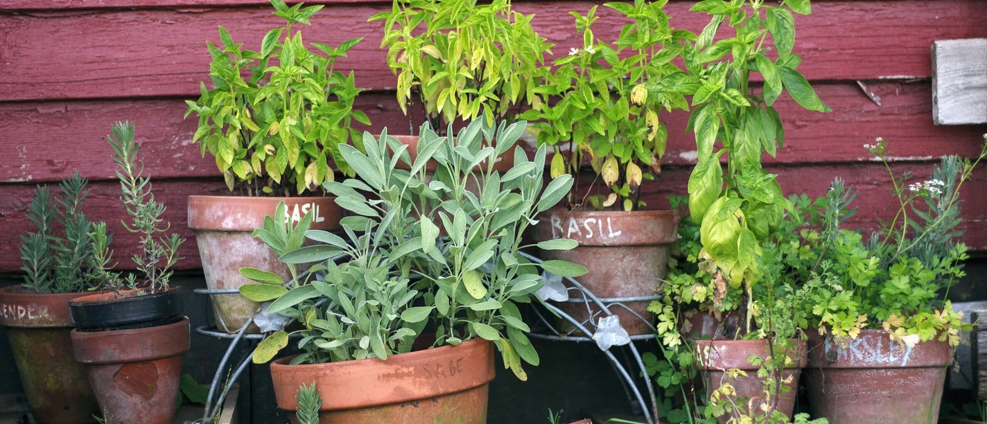 frischer-kraeuter-garten-bad-zwischenahn-kneipp.jpg Eine Vielzahl an Kräutern in Terrakottatöpfen vor einer roten Holzwand verleiht dem Garten rustikalen Charme.