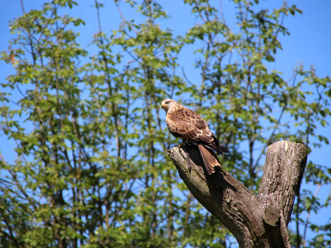 Rotmilan CC-BY-SA Naturpark TWE