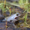 Ein Frosch sitzt im Wasser eines Moors, umgeben von Gräsern und Pflanzen, mit aufmerksamem Blick.