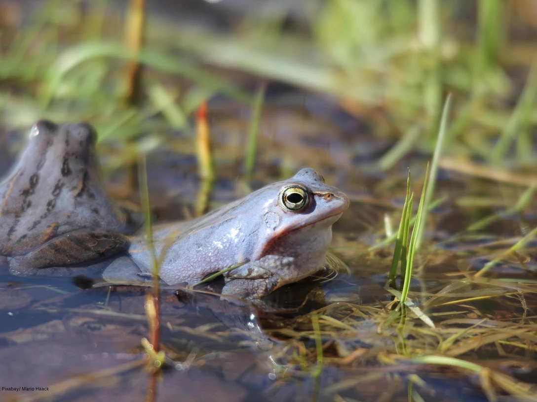 Großes Torfmoor Ein Frosch sitzt im Wasser eines Moors, umgeben von Gräsern und Pflanzen, mit aufmerksamem Blick.