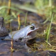 Großes Torfmoor Ein Frosch sitzt im Wasser eines Moors, umgeben von Gräsern und Pflanzen, mit aufmerksamem Blick.