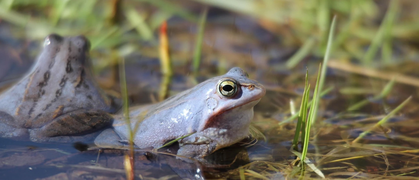 Großes Torfmoor Ein Frosch sitzt im Wasser eines Moors, umgeben von Gräsern und Pflanzen, mit aufmerksamem Blick.