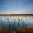 Hochmoor mit karger Vegetation und Spiegelungen im Wasser, umgeben von kahlen Bäumen unter blauem Himmel.
