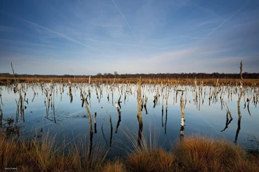Hochmoor mit karger Vegetation und Spiegelungen im Wasser, umgeben von kahlen Bäumen unter blauem Himmel.