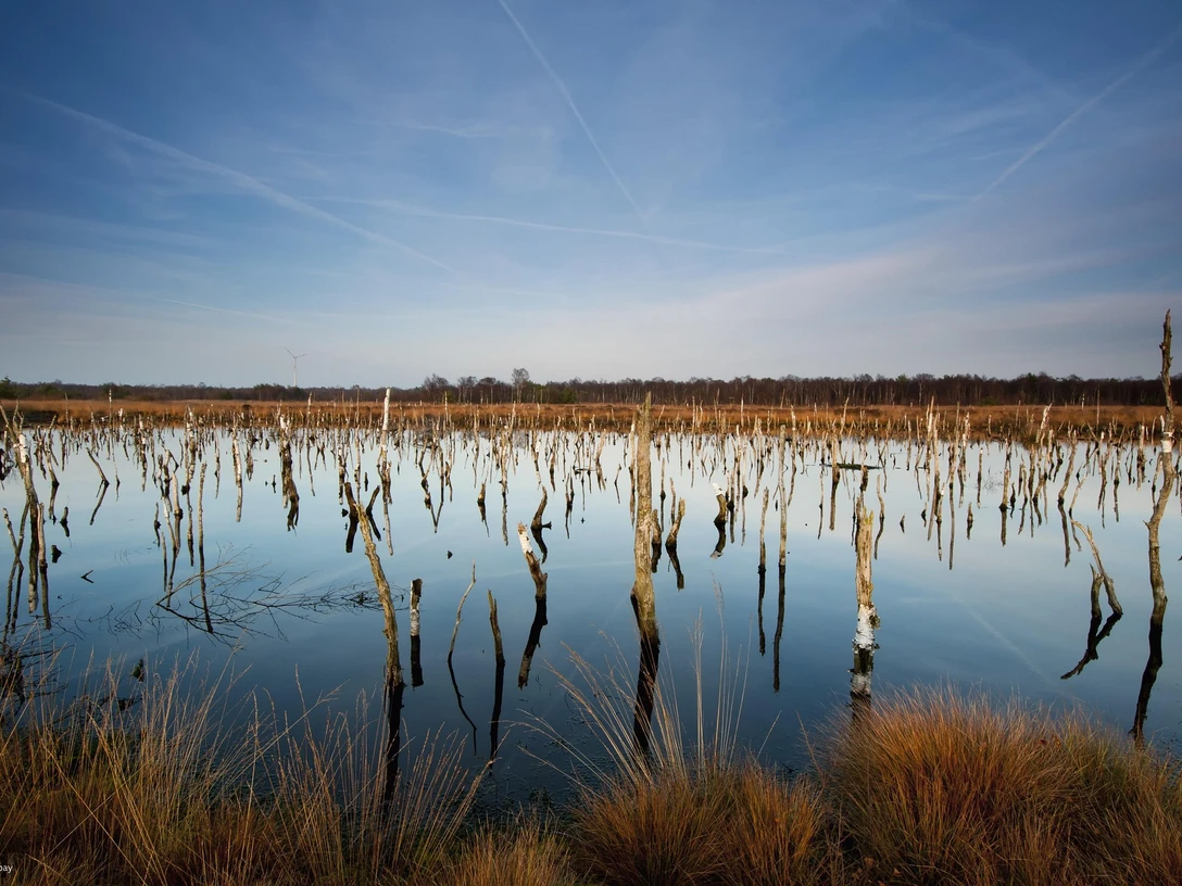 Hochmoor Hochmoor mit karger Vegetation und Spiegelungen im Wasser, umgeben von kahlen Bäumen unter blauem Himmel.