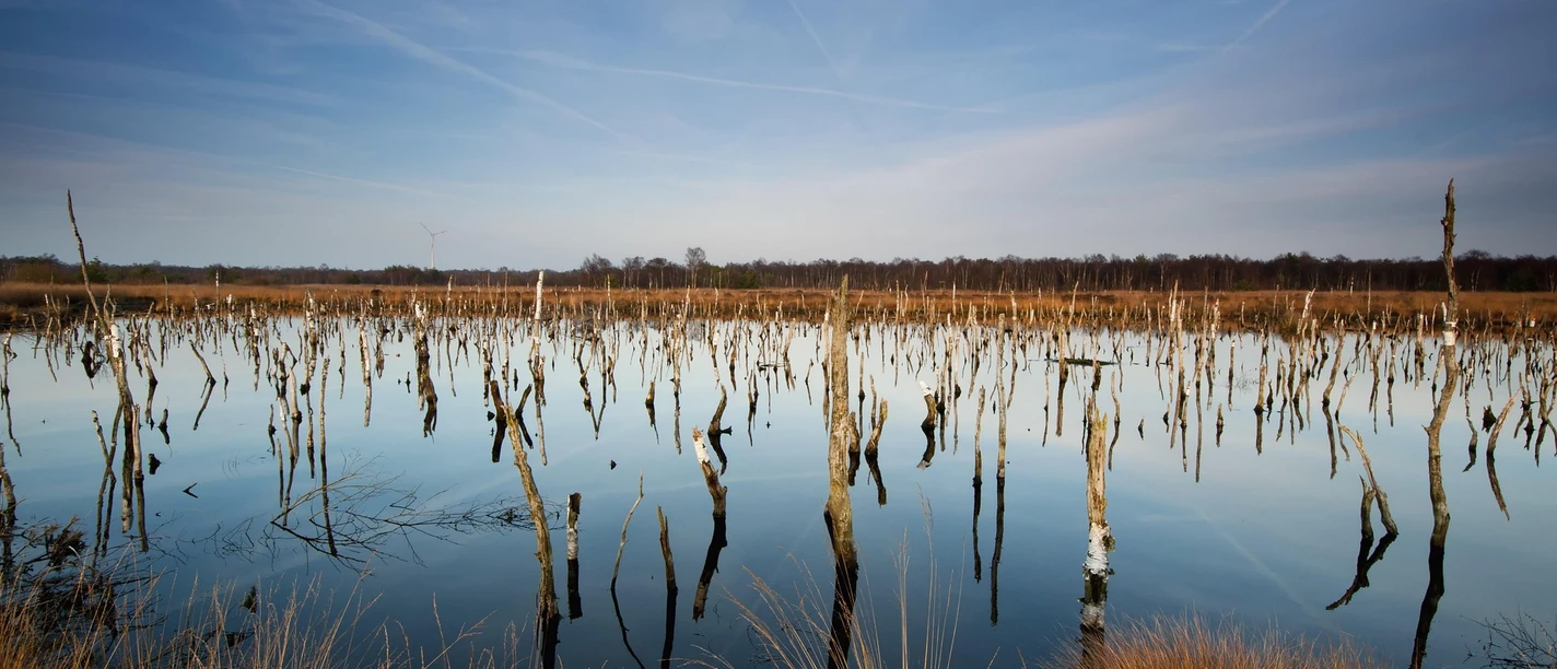 Hochmoor Hochmoor mit karger Vegetation und Spiegelungen im Wasser, umgeben von kahlen Bäumen unter blauem Himmel.