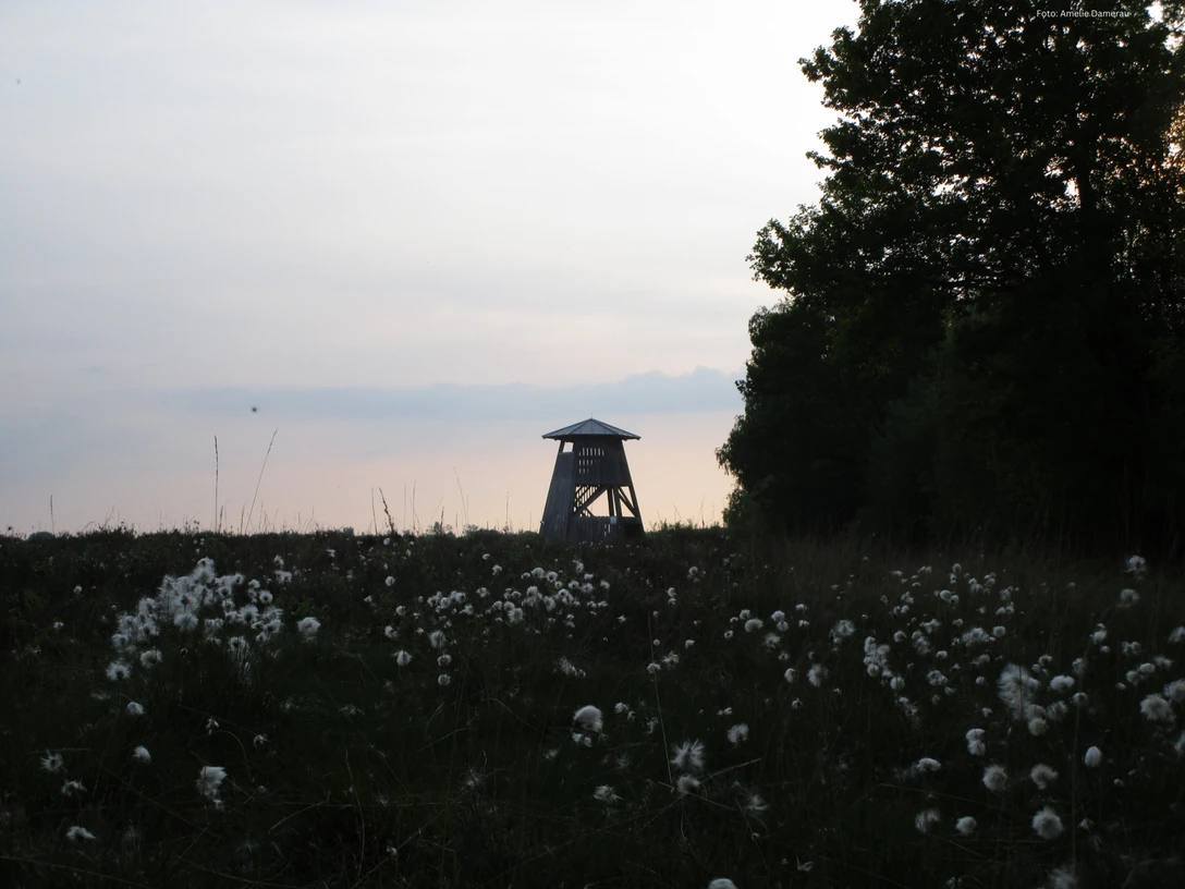 Wollgras Ein Beobachtungsturm ragt vor einem sanften Abendhimmel über ein Feld voller Wollgras hervor.