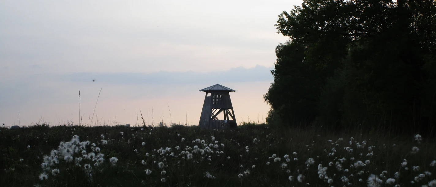 Wollgras Ein Beobachtungsturm ragt vor einem sanften Abendhimmel über ein Feld voller Wollgras hervor.