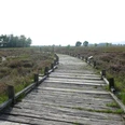 Holzsteg führt durch eine weite Moorlandschaft mit Heidekraut, Bäumen am Horizont, blauer Himmel.