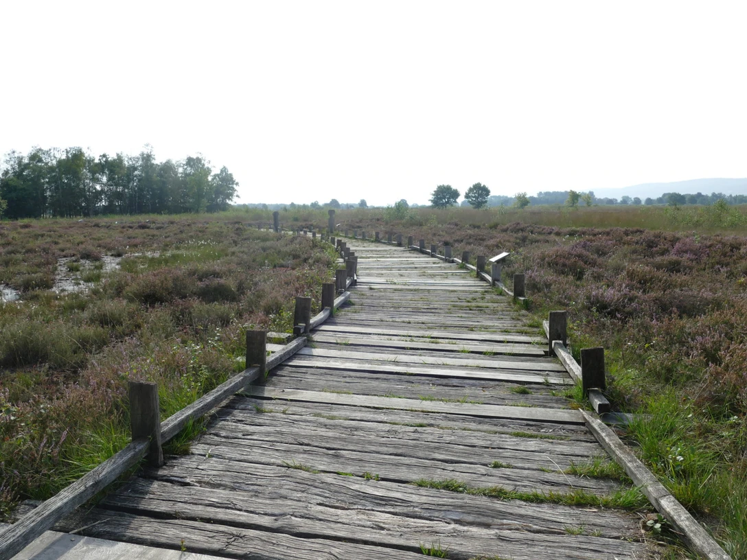 Großes Torfmoor Holzsteg führt durch eine weite Moorlandschaft mit Heidekraut, Bäumen am Horizont, blauer Himmel.
