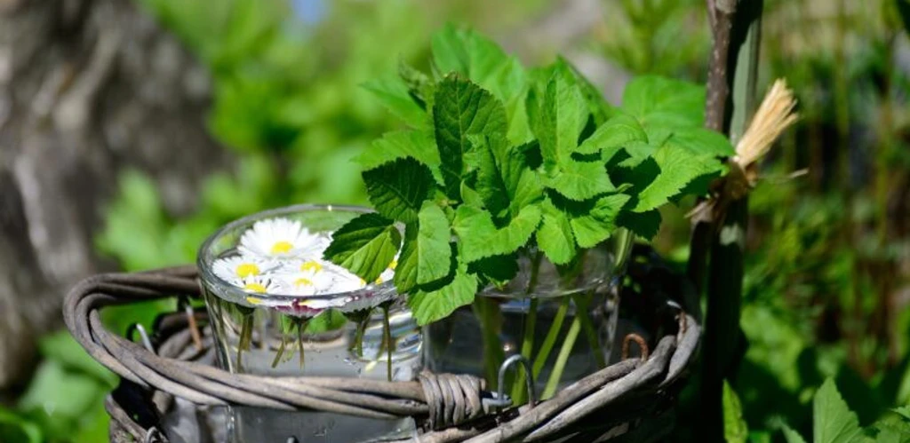 Heidemaries Heilkraeuter