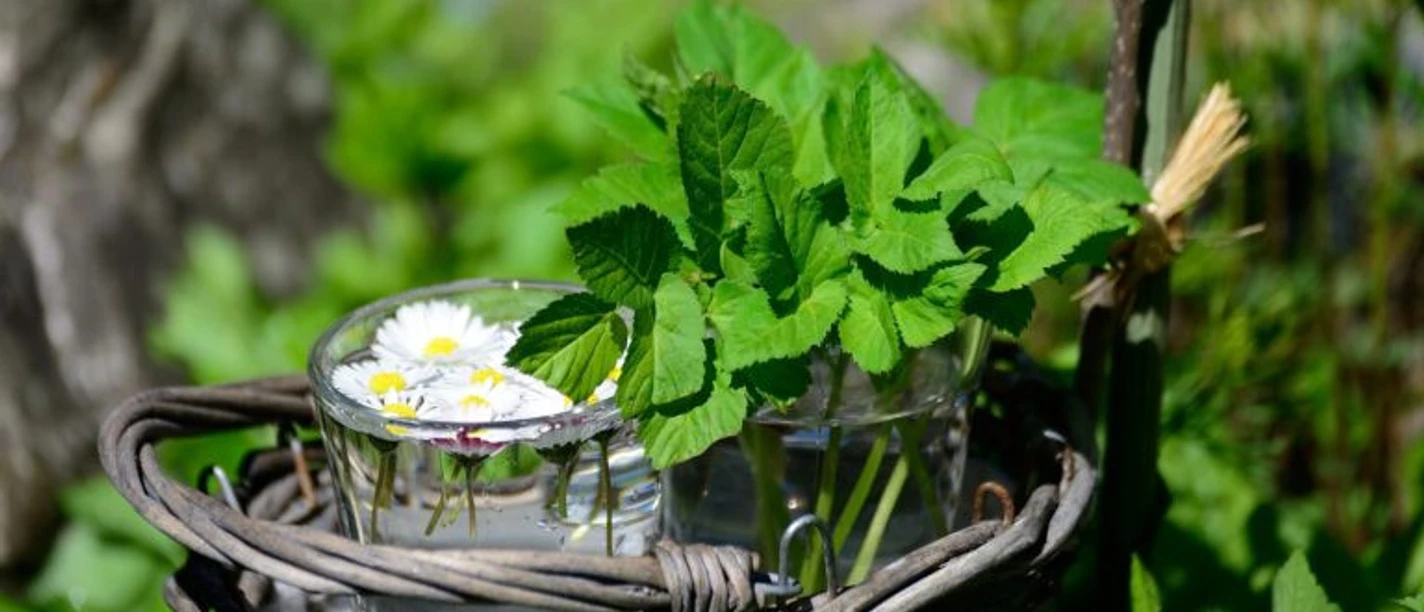 Heidemaries Heilkraeuter