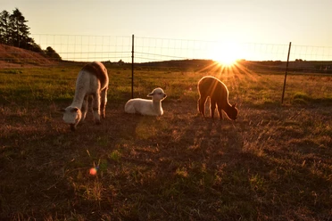 Diemeltalhof Alpakas im Sonnenuntergang