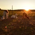 Diemeltalhof Alpakas im Sonnenuntergang