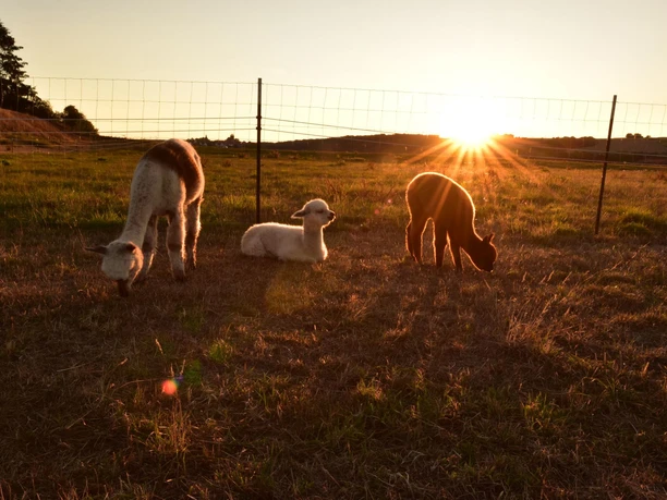 Diemeltalhof Alpakas im Sonnenuntergang