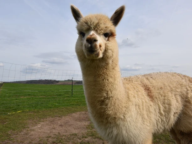 Diemeltalhof Alpakas