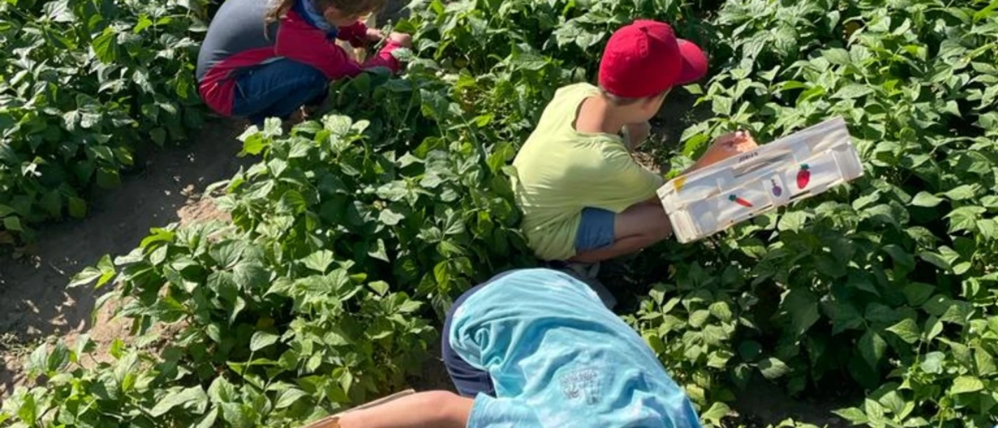 Papes Gemüsegarten Galerie klein.jpg Gemüse ernten Papes Gemüsegarten Braunschweig