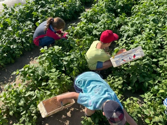 Papes Gemüsegarten Galerie klein.jpg Gemüse ernten Papes Gemüsegarten BraunschweigHarvesting vegetables Papes vegetable garden BraunschweigHøst af grøntsager Papes køkkenhave BraunschweigGroenten oogsten Papes moestuin Braunschweig