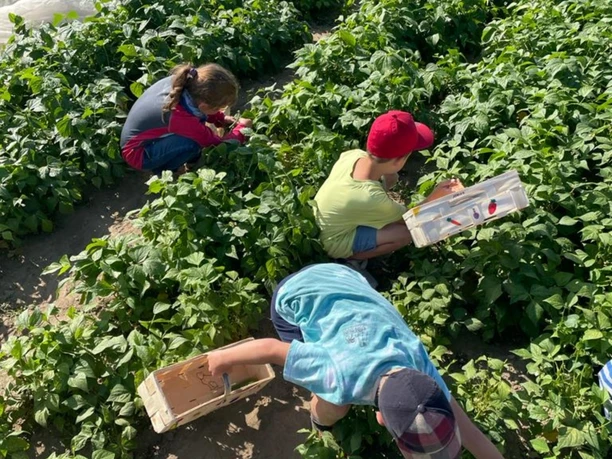 Papes Gemüsegarten Galerie klein.jpg Gemüse ernten Papes Gemüsegarten Braunschweig