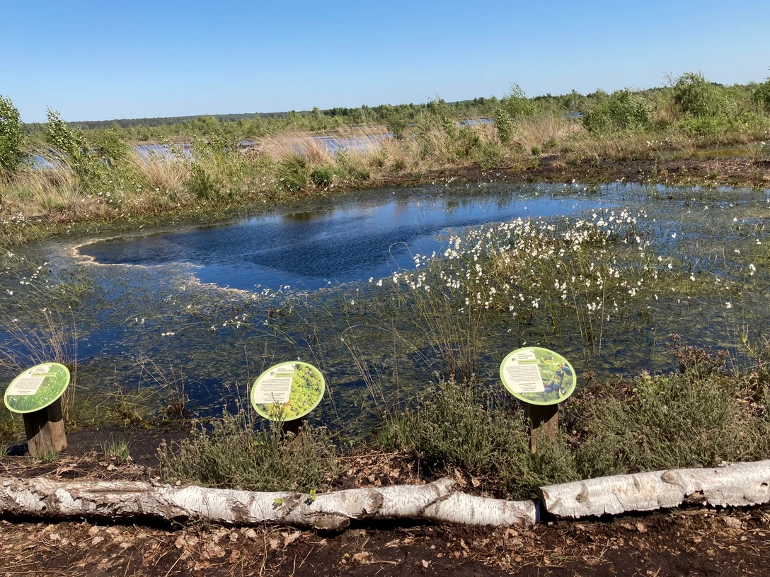 NSG Totes Moor_Foto Elke Bohn.JPG