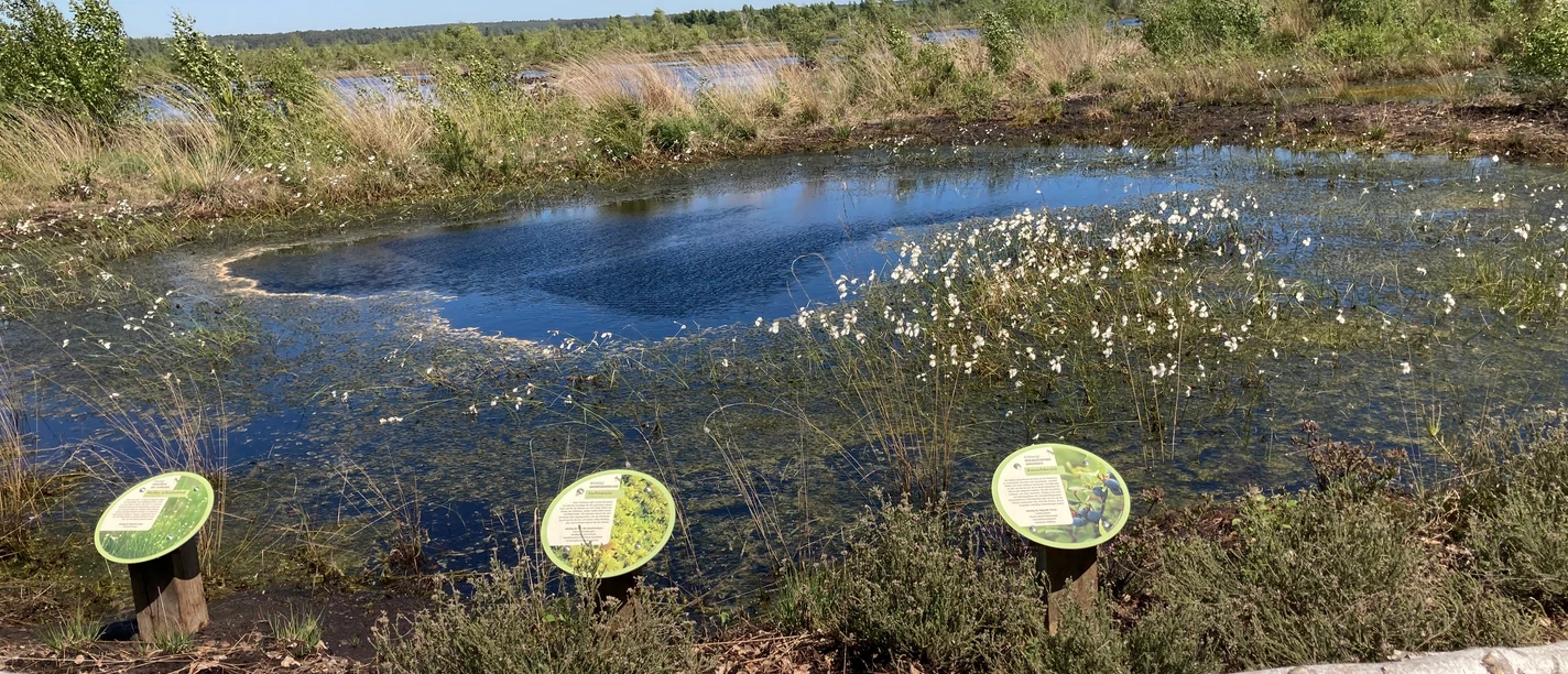 NSG Totes Moor_Foto Elke Bohn.JPG