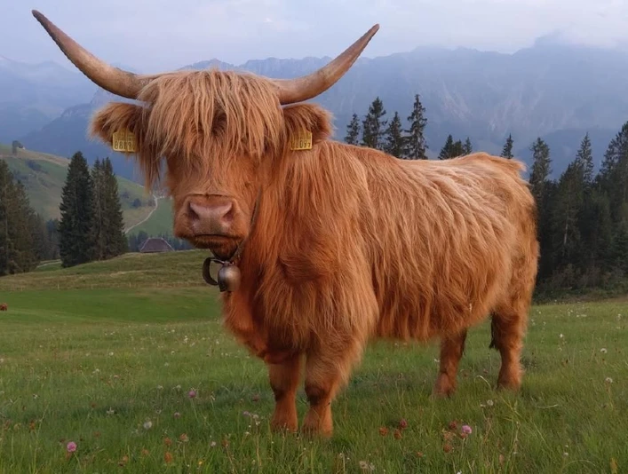 Willkommen auf dem Schottenhof Lochsitli