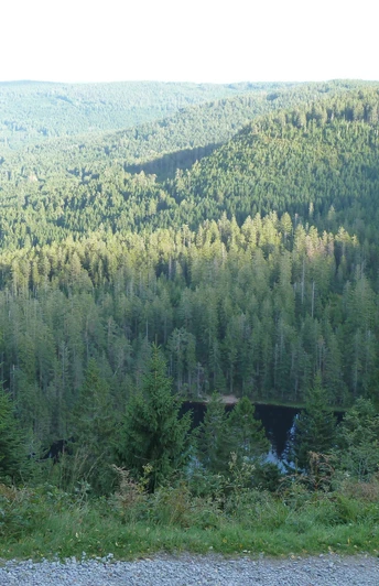 Wildseeblick vom Euting Grab auf den Wildsee und ein unendlich scheinendes Waldgebiet
