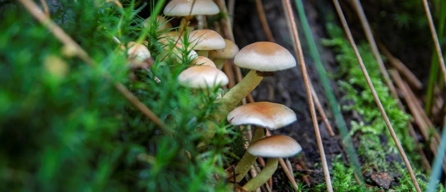 PilzeamWildnispfad DanielMueller