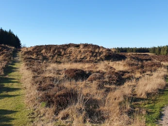 Stensbæk plantage 02