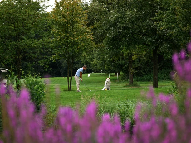 Abschlag_mit_Hund.jpg Ein Mann spielt mit einem weißen Schäferhund auf einem grünen Golfplatz, umgeben von Bäumen.