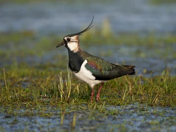 Ein Kiebitz steht auf einer feuchten Wiese, umgeben von niedrigem Gras und Wasserflächen im Hintergrund.