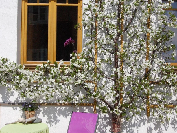 Kirschblüte am Außensitz der Fewo 2