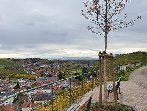 20221115151859 weinlehrpfad