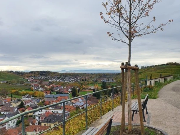 20221115151859 weinlehrpfad