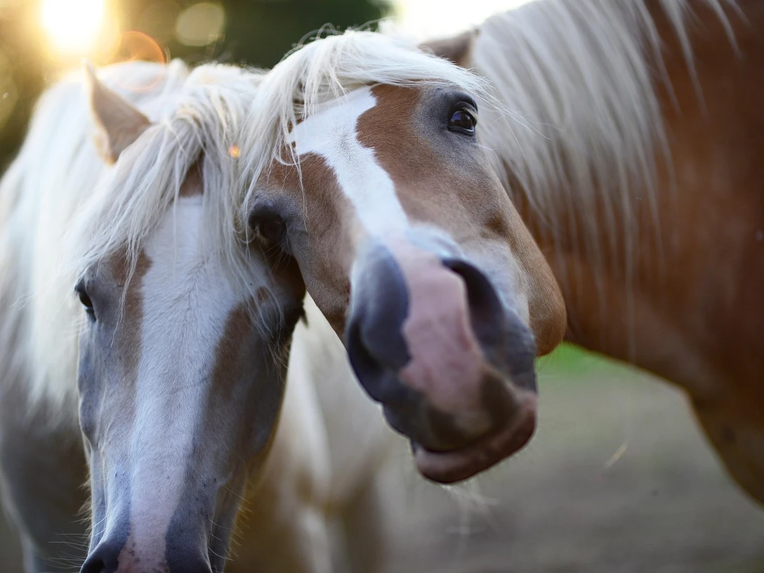 Zwei Pferde mit hellem Fell und braunen Flecken stehen Kopf an Kopf in einer sonnigen Umgebung.