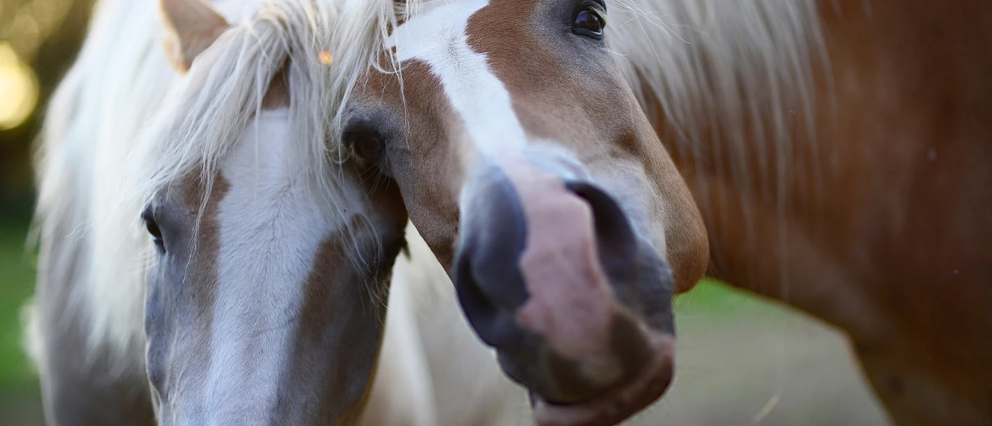 Pferde Zwei Pferde mit hellem Fell und braunen Flecken stehen Kopf an Kopf in einer sonnigen Umgebung.