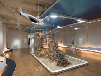 Korallenriff im Senckenberg Museum
